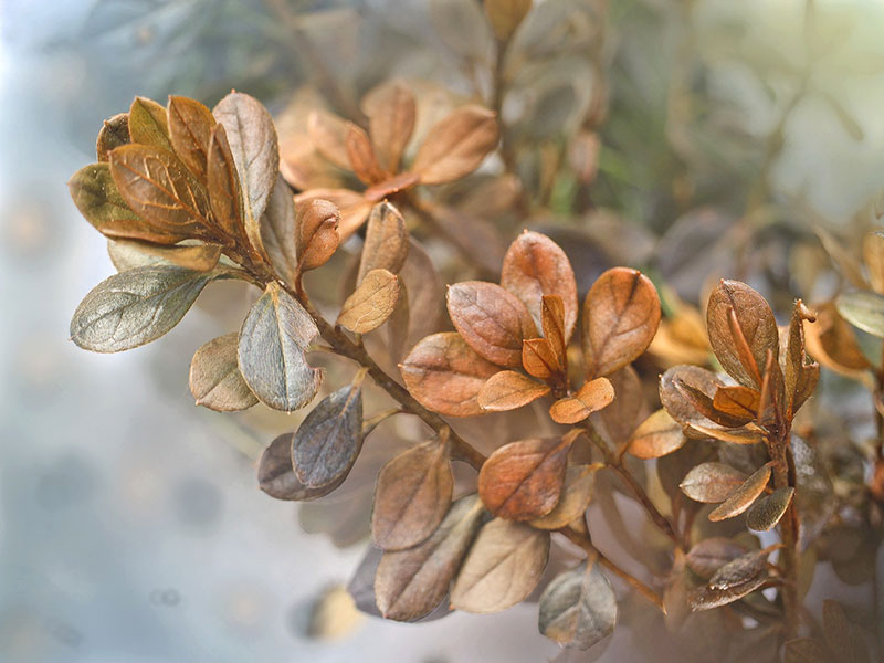 Variedad de boj en otoño