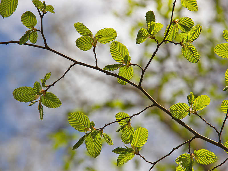Los bosques, sumideros de carbono