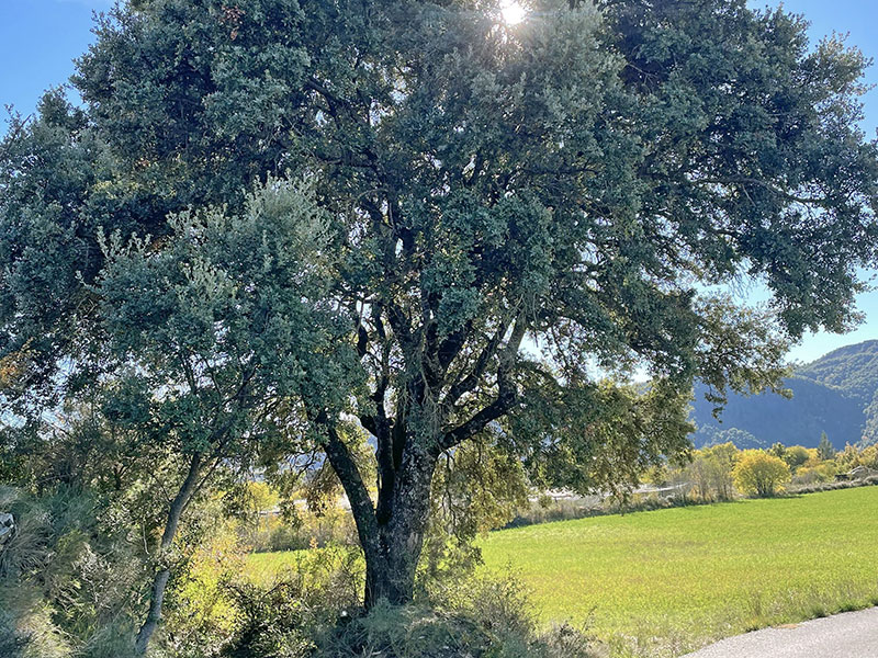 Carrasca