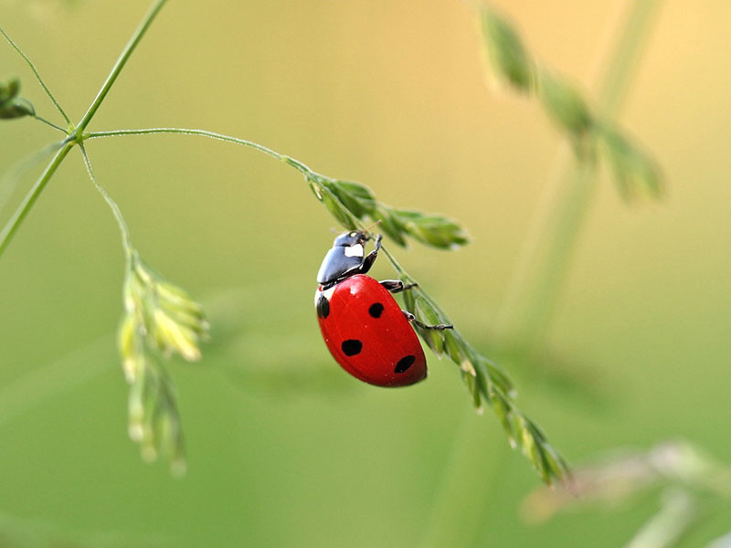 La mariquita es insectívora