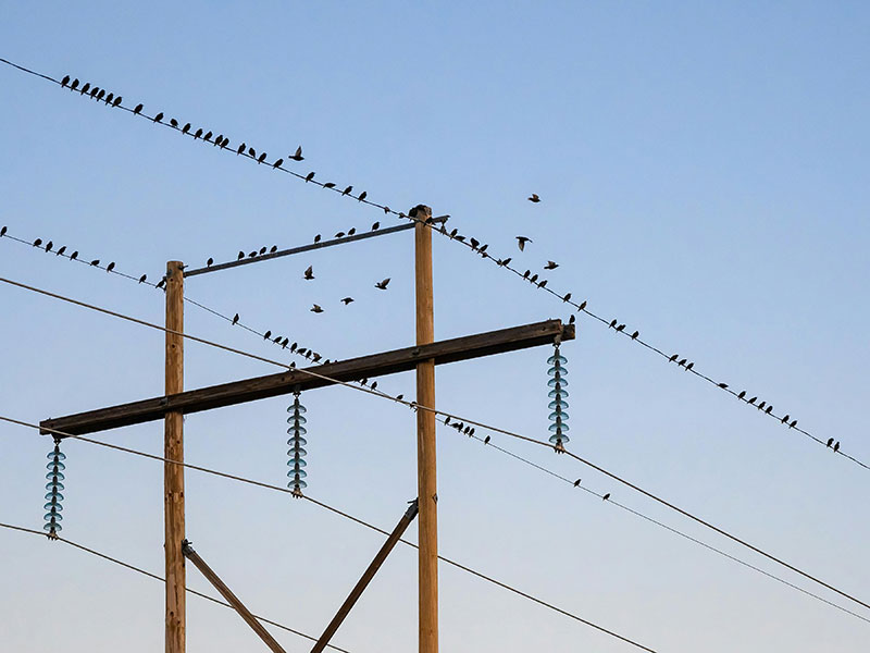 Pájaros sobre cable eléctrico