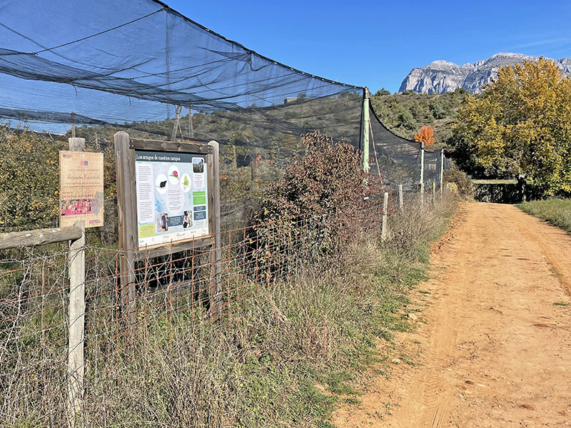 Plantación ecológica de manzanos