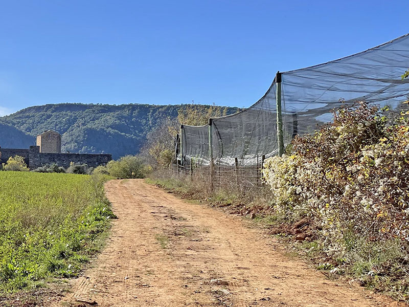 Plantación ecológica de manzanos