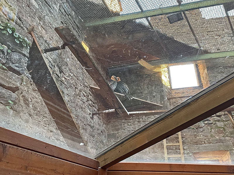Ejemplares de quebrantahuesos en el Ecomuseo