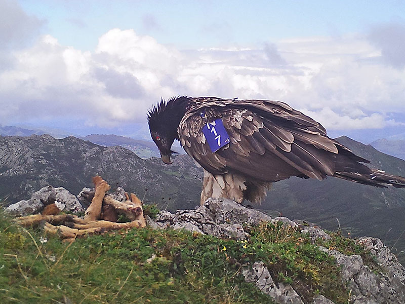 El quebrantahuesos, un animal osteófago
