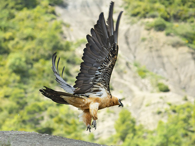 Vuelo del quebrantahuesos