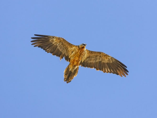 Vuelo de quebrantahuesos