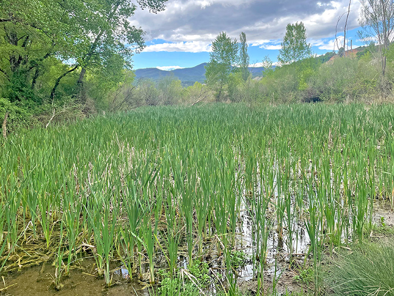 Humedal del río Ara