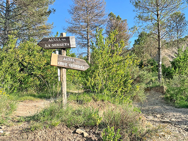 Plantación ecológica de manzanos