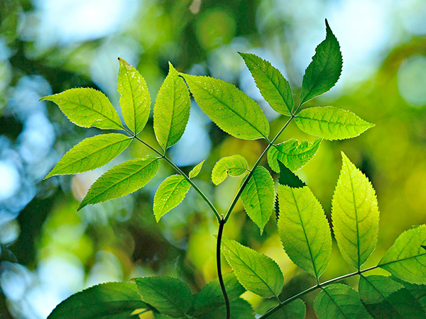 Plantación ecológica de manzanos