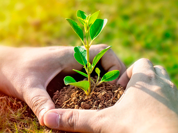 Plantación ecológica de manzanos