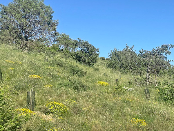 Plantación ecológica de manzanos