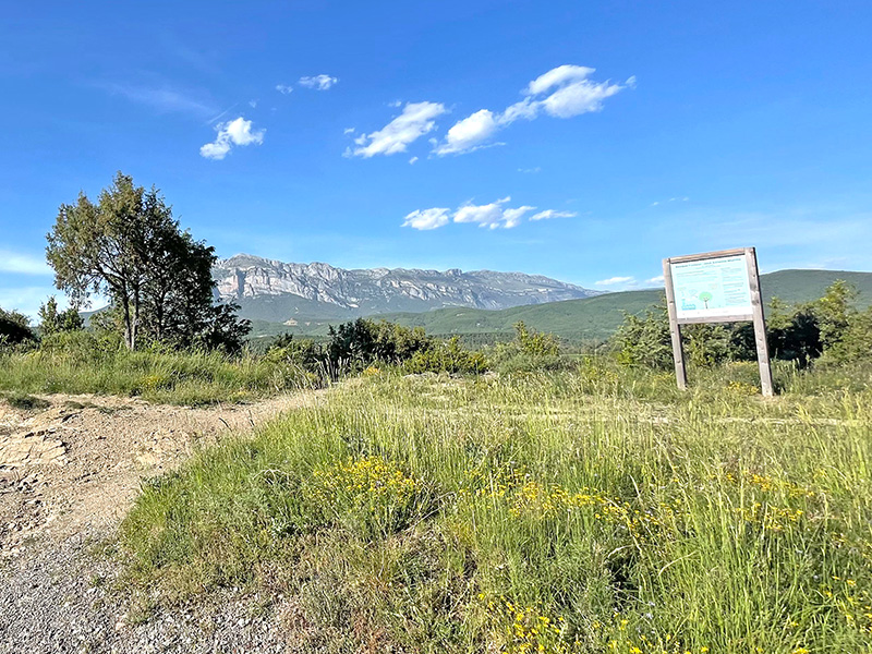 Bosque Ámbar La Serreta-José Antonio Murillo