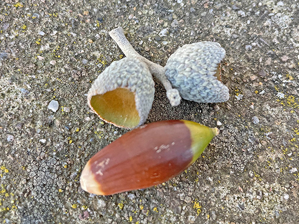 Plantación ecológica de manzanos