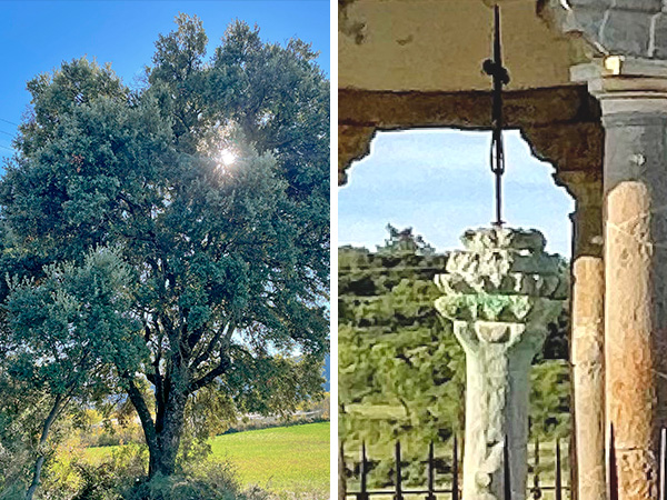 Plantación ecológica de manzanos