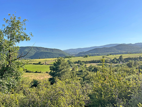 Plantación ecológica de manzanos