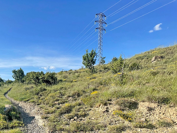 Plantación ecológica de manzanos