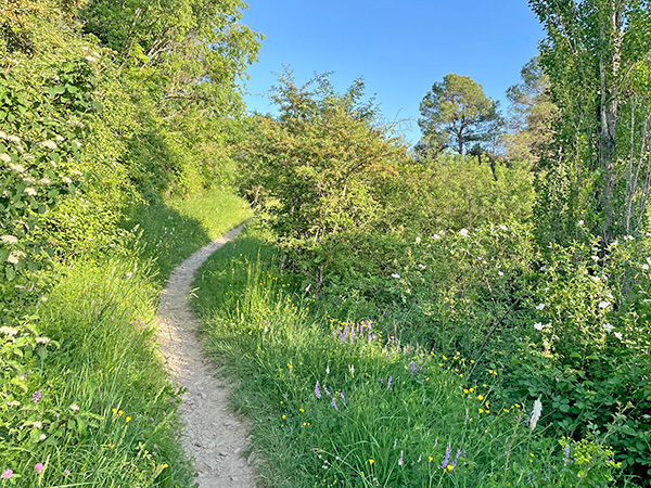 Plantación ecológica de manzanos