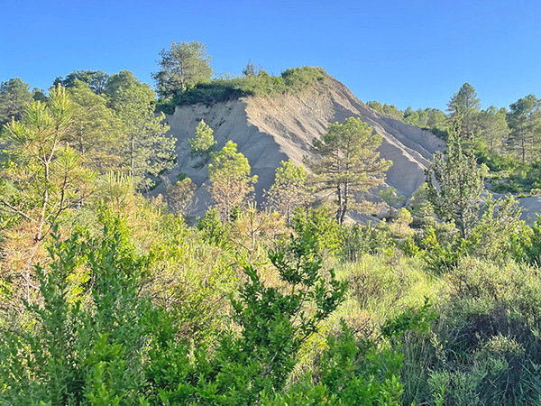 Plantación ecológica de manzanos