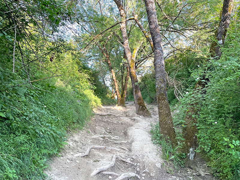 Evolución de los paisajes ante la variación de vegetación