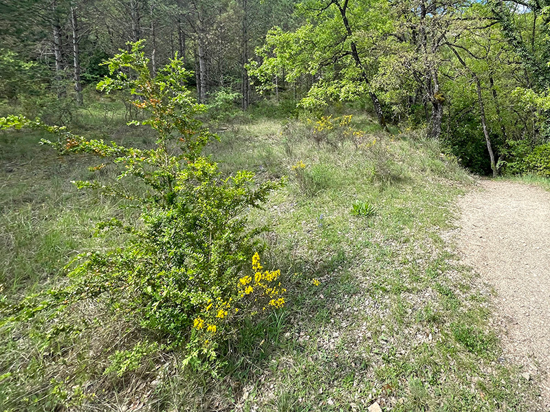 Boj, especie dominante en el sotobosque