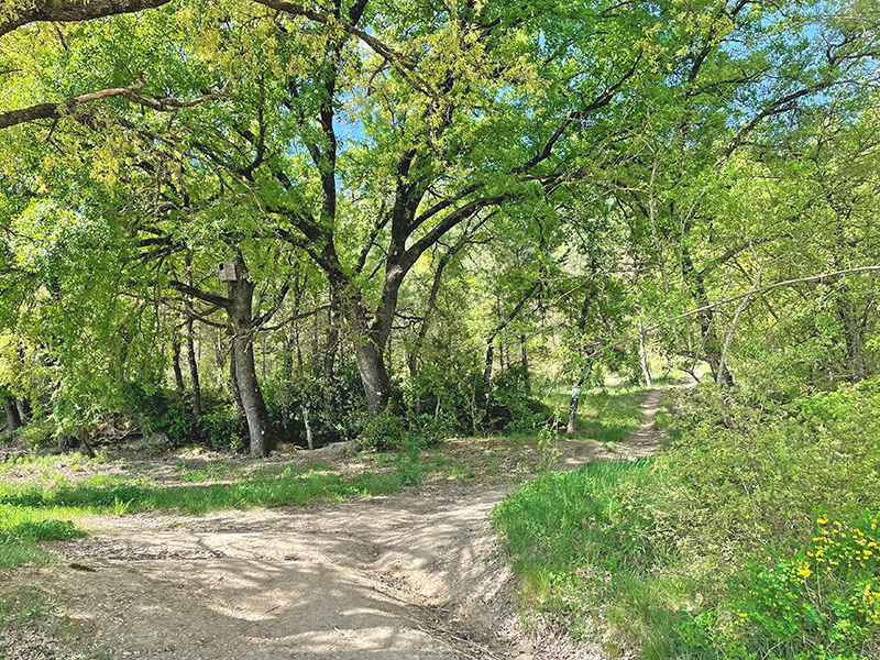 Bosque de roble y pino laricio
