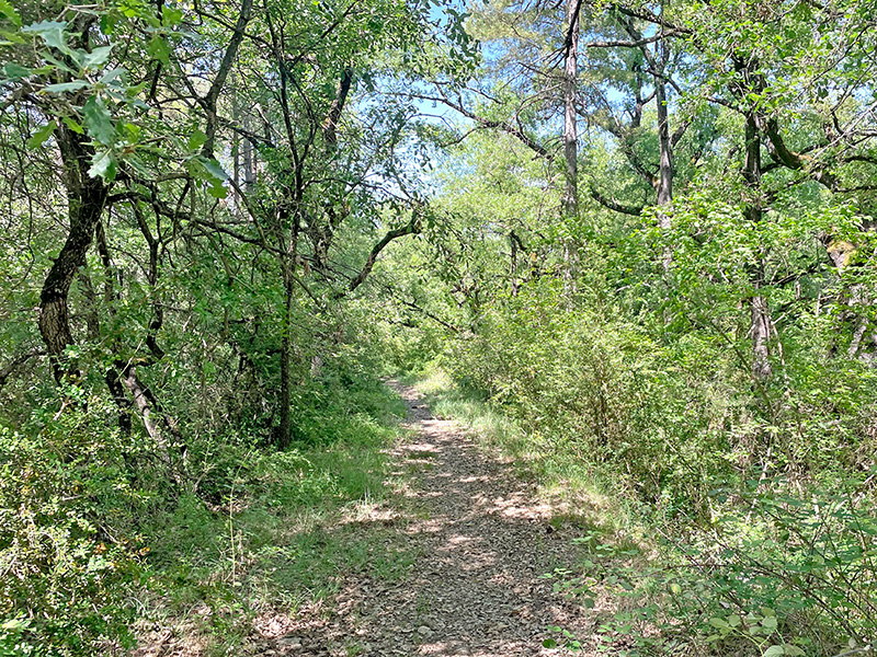 Vereda de los grandes robles
