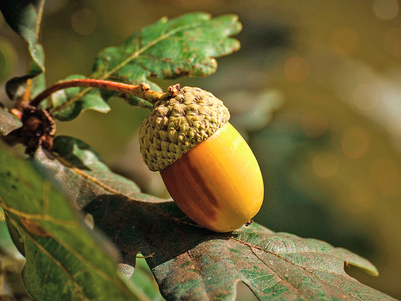Bellotas y agallas del quejigo
