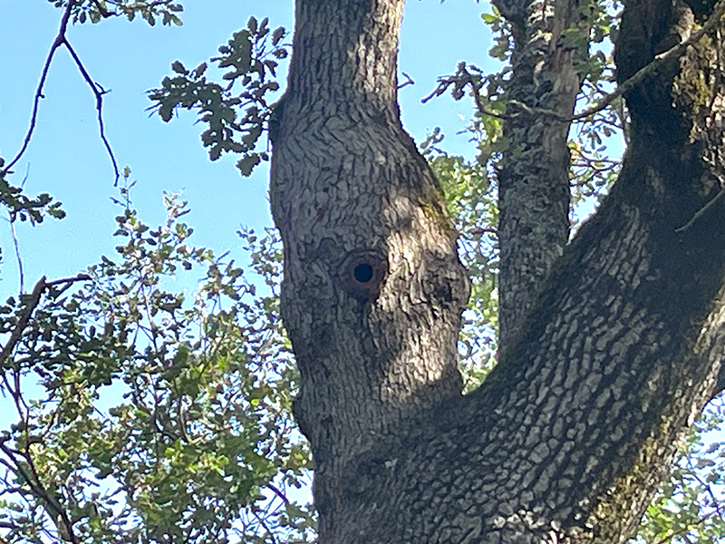Aves que hacen y aprovechan las cavidades de los quejigos