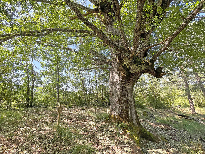 Función de delimitación de fincas de los quejigos centenarios