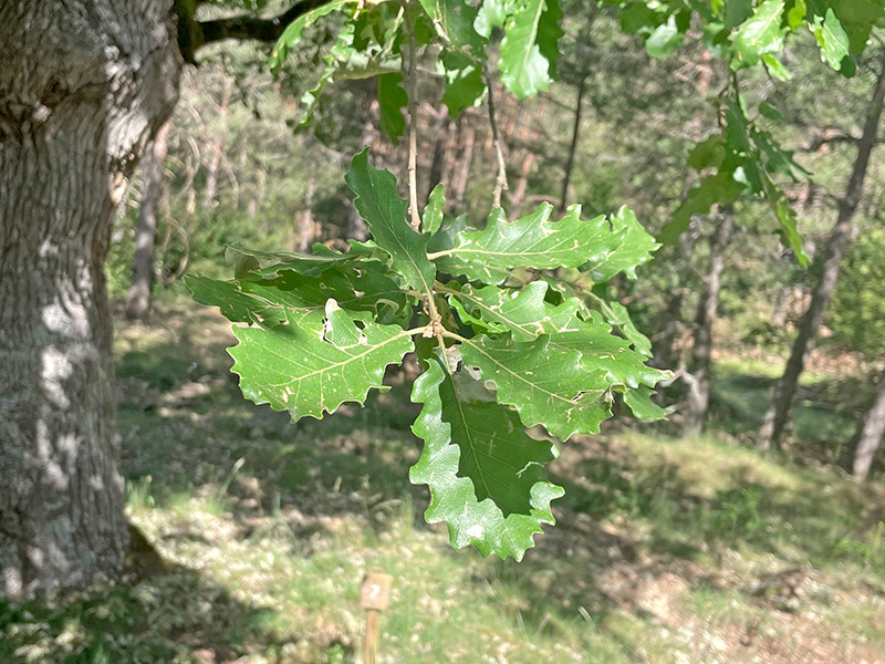 Hojas del quejigo