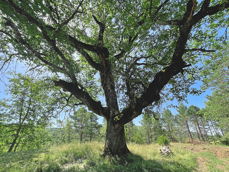 Insectos y su función