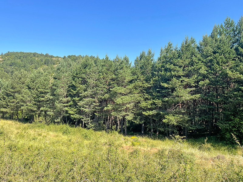 Repoblaciones forestales de los años 70