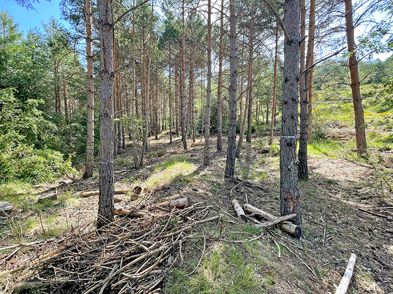 Silvicultura naturalística